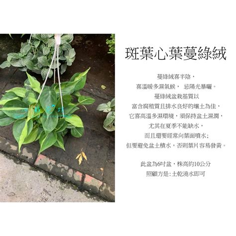 心葉蔓綠絨風水|[心葉植物照顧攻略]：教你如何養好心葉蔓綠絨 